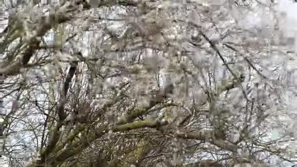 柳树的柔开花波罗的海沿岸视频的预览图