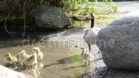 鹅妈妈让她的小鹅喝水视频的预览图