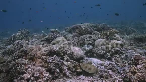 珊瑚礁上的绿海龟4k视频的预览图