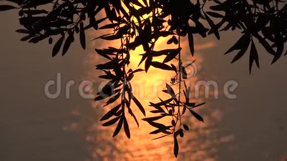 4K橄榄果园在海滩日落海波在日出阳光阳光景观视频的预览图