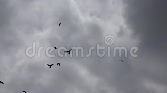 天空中飞翔的乌鸦飞翔的乌鸦夏天的鸟视频的预览图