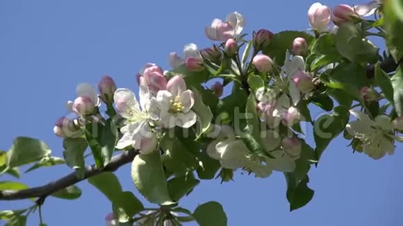 4开花花树果园春果樱花苹果桃花视频的预览图