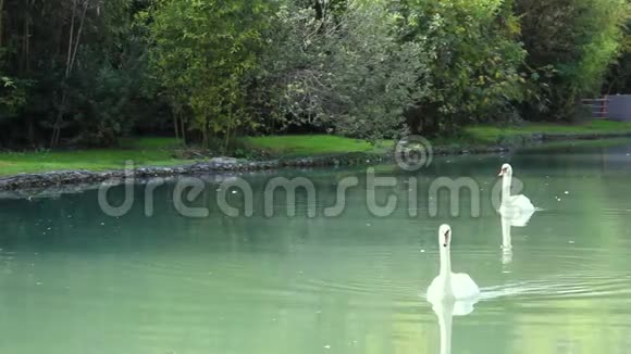 一对美丽的白色天鹅在夏天在湖里游泳视频的预览图