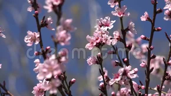 4开花花树果园春果樱花苹果桃花视频的预览图