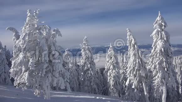 冬季景观雪山和森林滑雪胜地阿尔卑斯山的圣诞雪阿尔卑斯山的景色视频的预览图