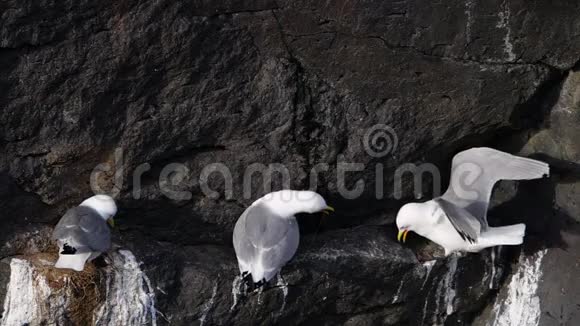 一只海鸥坐在海洋岩石上关闭冰岛慢动作视频的预览图