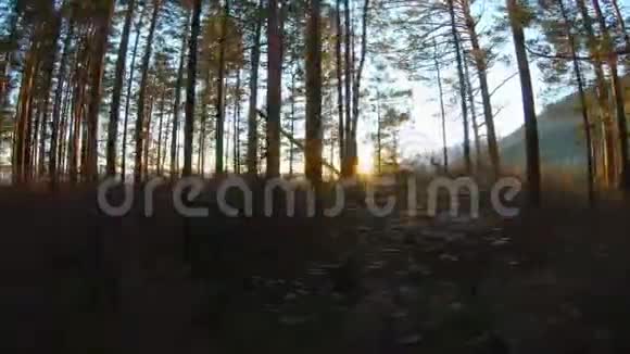 日落或日出时在森林里散步阳光穿过树林视频的预览图