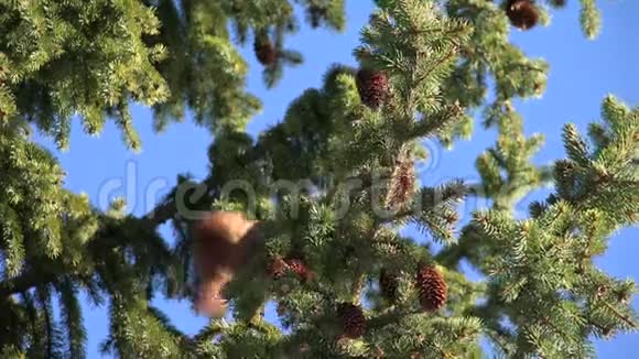 4松鼠在树枝上吃鸡松在森林里吃花栗鼠在景观视频的预览图
