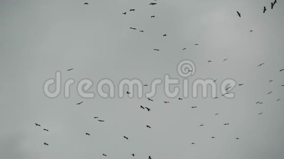 从下面的一群鹳在灰色多云的天空中飞翔飞翔的鸟儿的剪影作为自由和视频的预览图