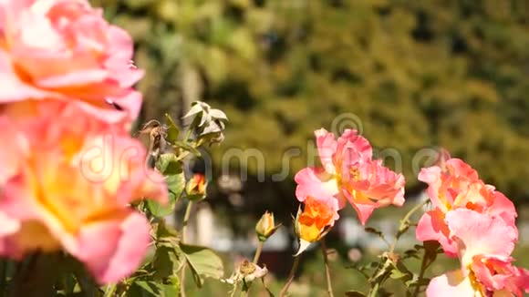 英国玫瑰园玫瑰花背景柔嫩的花朵绽放蜜蜂收集花粉念珠的特写视频的预览图