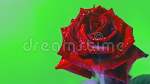 烟和一朵美丽的玫瑰绿色背景视频的预览图