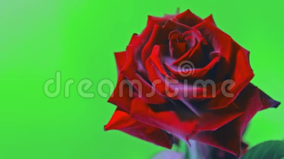 烟和一朵美丽的玫瑰绿色背景视频的预览图