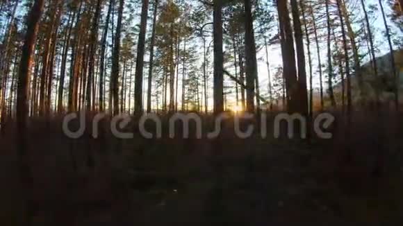 日落或日出时在森林里散步阳光穿过树林视频的预览图