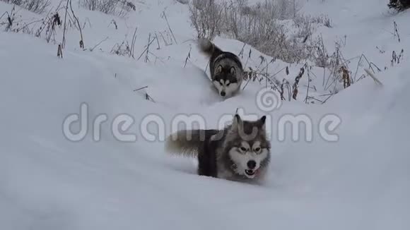 阿拉斯加的马拉穆特在雪地里视频的预览图