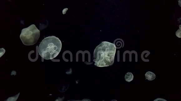美丽的奥雷利亚极光月亮果冻视频的预览图
