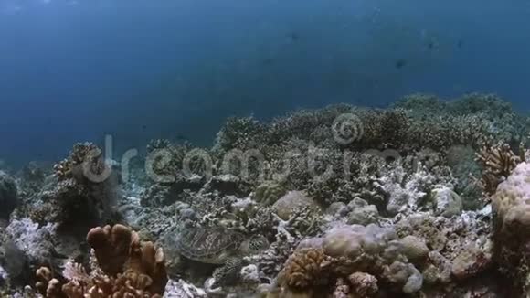 绿海龟在珊瑚礁4k视频的预览图