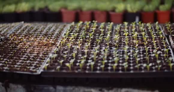 农业温室中的花卉幼苗视频的预览图
