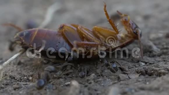 蟑螂与蚂蚁视频的预览图