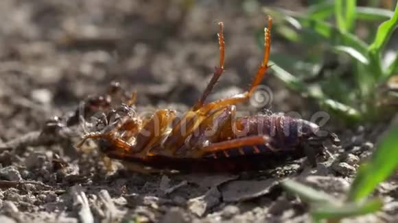 蟑螂与蚂蚁视频的预览图