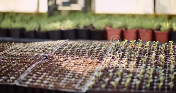 农业温室中的花卉幼苗视频的预览图