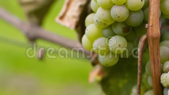 葡萄酒生产农场葡萄园上的葡萄视频的预览图