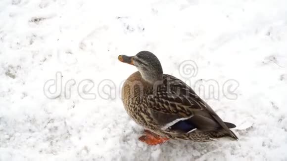 野鸭在河岸的雪地里行走视频的预览图