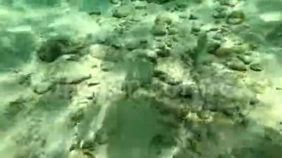 几条美丽的鱼在海底游泳在阳光下寻找食物视频的预览图