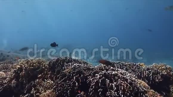 绿海龟在五颜六色的珊瑚礁上游泳视频的预览图