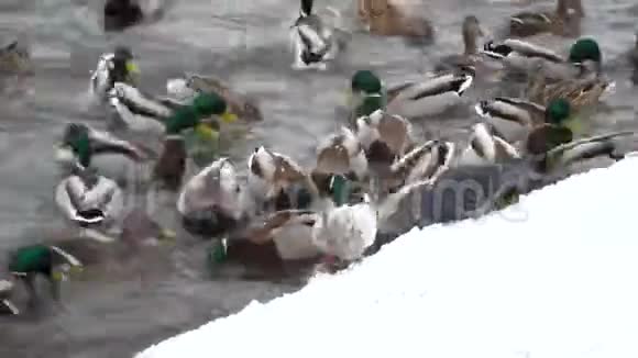 鸭子在冬天的冰水里游泳冬天人们在河岸上喂饥饿的鸟视频的预览图