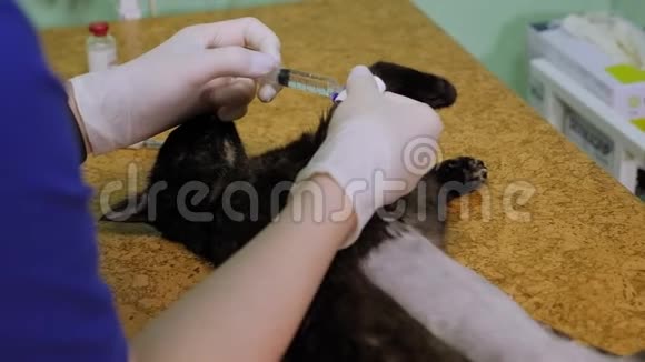 兽医将麻醉注入猫爪静脉导管视频的预览图