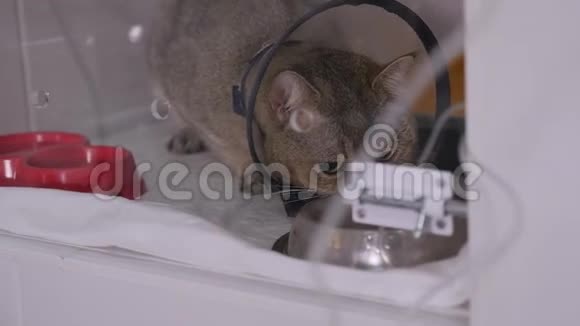 病猫坐在兽医诊所的笼子里视频的预览图