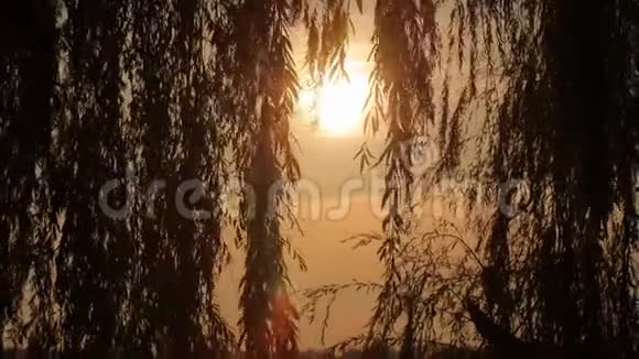 湖和日落的森林景观视频的预览图