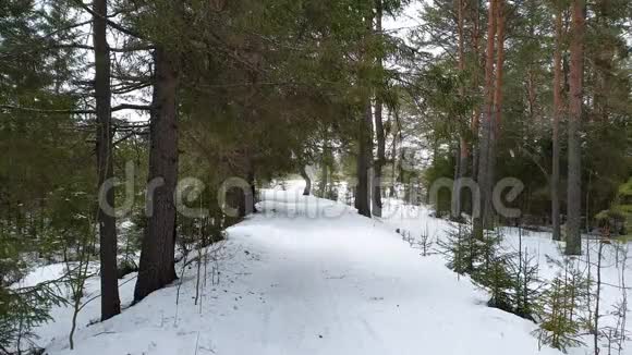 降雪后的松林在冬日解冻小路通向太迦深处视频的预览图