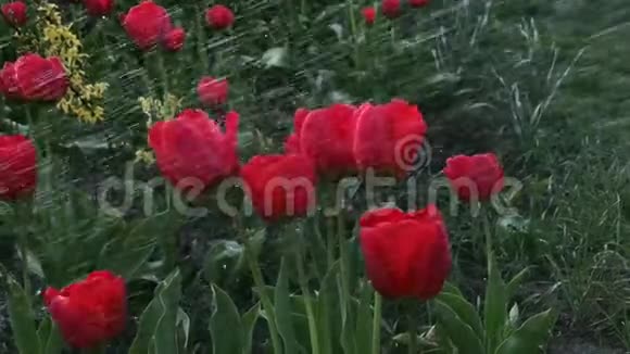 春天的一天在花园里浇红色的郁金香春天公园的景色在花园里美丽的郁金香上淋着雨浇花视频的预览图