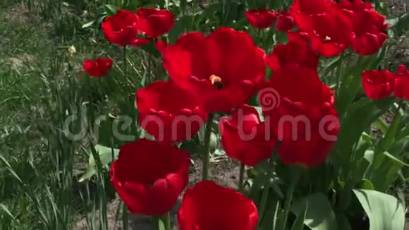 盛开在花园里的红色郁金香种在花园里的红色郁金香春天的花园五颜六色的郁金香在花坛里美丽美丽视频的预览图