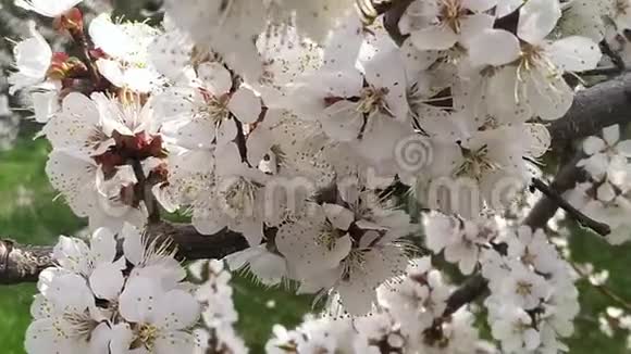 春暖花开的樱桃枝美丽的树枝开着花视频的预览图