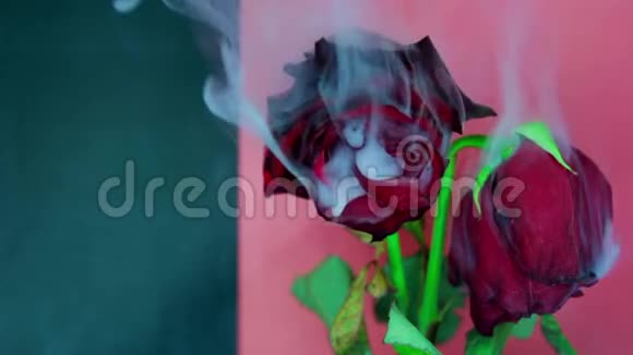 烟和一朵美丽的玫瑰红色深绿色背景视频的预览图