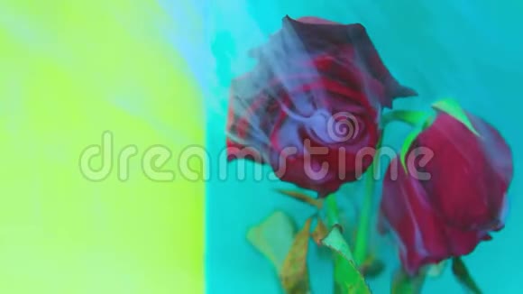 烟和一朵美丽的玫瑰桦树浅绿色背景视频的预览图