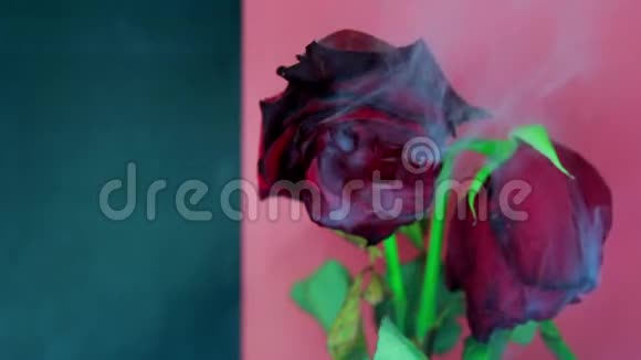 烟和一朵美丽的玫瑰红色深绿色背景视频的预览图