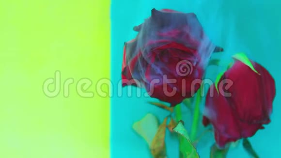 烟和一朵美丽的玫瑰桦树浅绿色背景视频的预览图