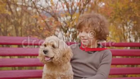 快乐的男孩拥抱公鸡猎犬在秋天公园的长凳上秋天散步时小男孩在公园的长凳上抚摸狗视频的预览图