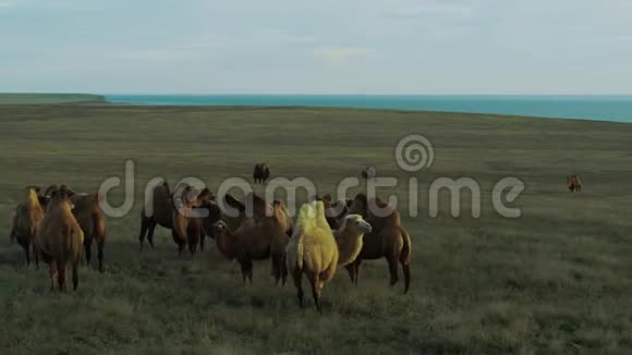 湖边草原上的骆驼鸟瞰视频的预览图
