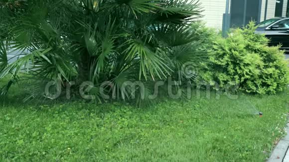 自动灌溉系统草坪喷雾机在行动中浇草和热带棕榈树植物视频的预览图