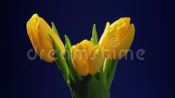 三朵黄色郁金香花开特写视频的预览图