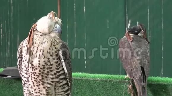 多哈苏克的两只猎鹰视频的预览图