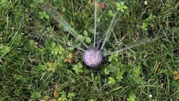 自动灌溉系统草坪喷雾机在行动中浇草和植物俯视视频的预览图