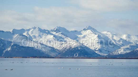 湖山景观中的白天鹅冬天的天鹅冰岛视频的预览图