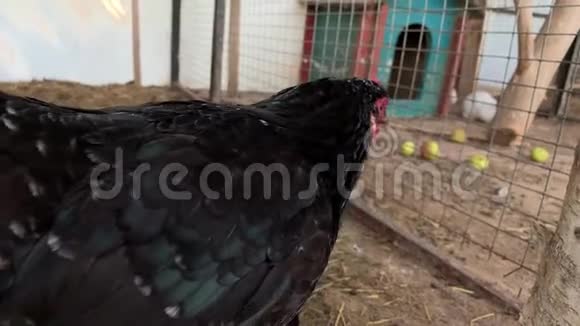 一只黑蛋母鸡和兔子在农场的笼子里散步视频的预览图