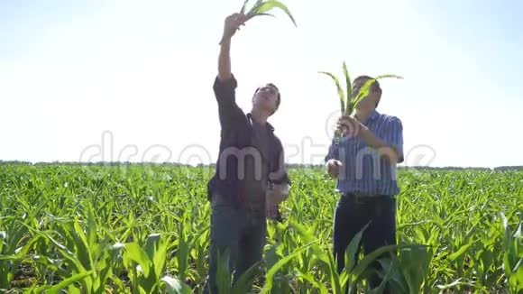 玉米地里的农民视频的预览图