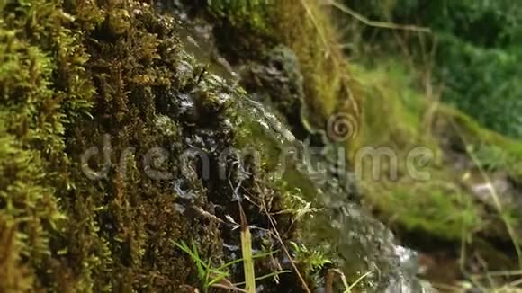 清澈的饮用水从森林泉水中倒下来流经苔藓般的石头天然水源视频的预览图